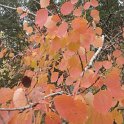 Populus tremula automne